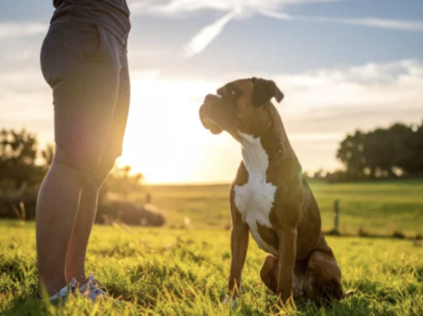 dogsitter
